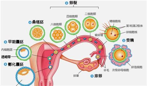 真妮早早孕试纸