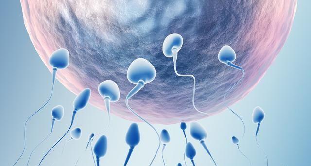 男生备孕